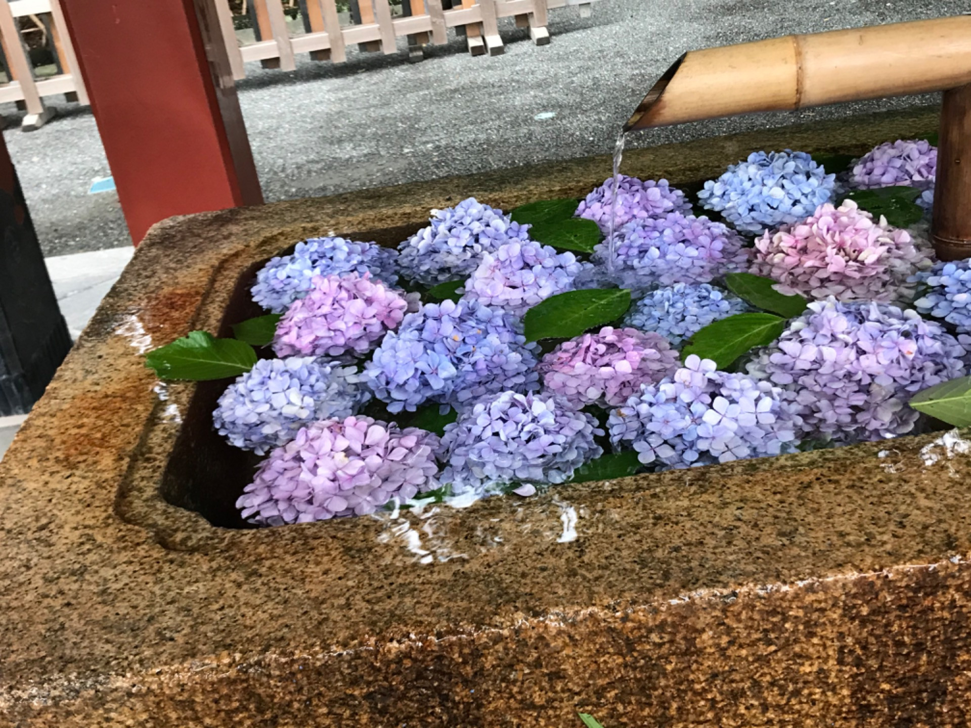 鎌倉の紫陽花が咲き始めた